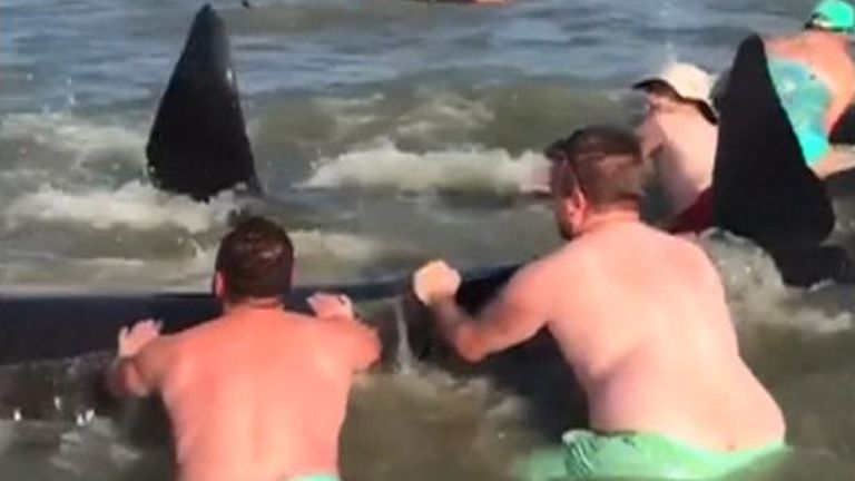 Un groupe de baleines a été sauvé par des vacanciers après s'être échoué sur une plage de St Simons Island aux États-Unis.