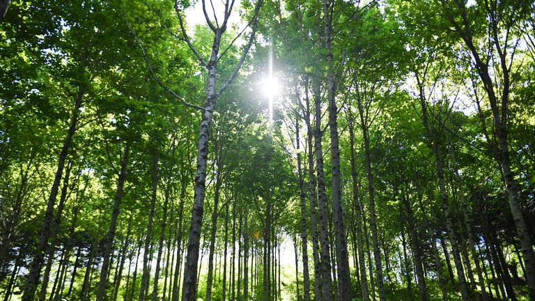 Cette photo prise le 14 mai 2019 montre la forêt de Pleyben, en Bretagne, appartenant à la start-up française EcoTree. - Lancée près de Brest en 2016, la société achète des forêts dans toute la France pour les restaurer, en mettant en place une "foresterie proche de la nature", puis vend des arbres à l'unité. Il a également acheté des terres agricoles à reboiser et promis de replanter trois arbres pour chaque arbre vendu. (Photo de Fred TANNEAU / AFP) (Le crédit photo devrait correspondre à FRED TANNEAU / AFP / Getty Images)