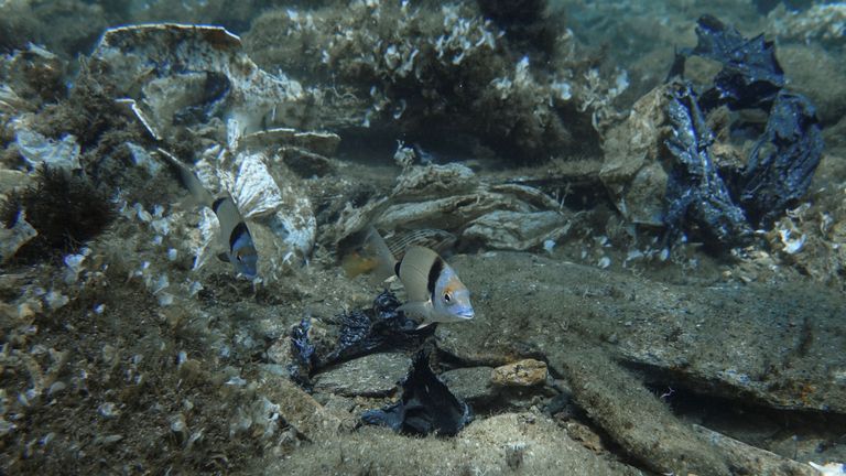 Les poissons nagent parmi les déchets