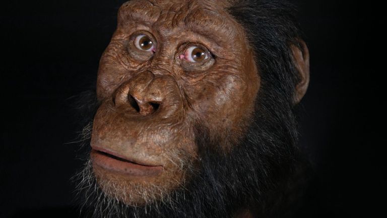 L'espèce aurait vécu aux côtés de "Lucy". pour une période d'au moins 100 000 ans. Pic: Musée d'histoire naturelle de Cleveland 
