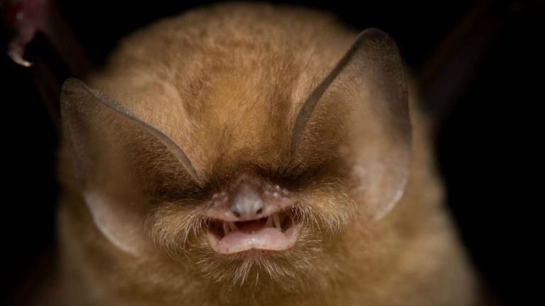 Il reste moins de 750 chauves-souris dans une seule grotte de la péninsule de Guanahacabibes