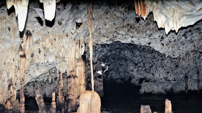 Les chauves-souris à entonnoir vivent dans des grottes chaudes
