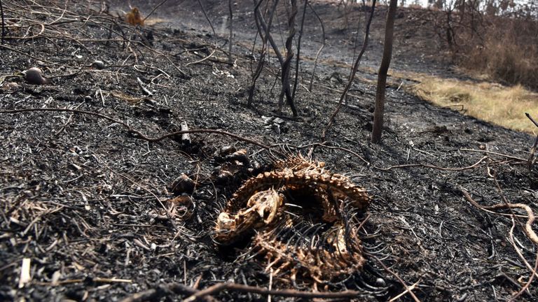Les restes d'un serpent après un incendie de forêt dévastateur de 3 600 km carrés qui a frappé la Bolivie 