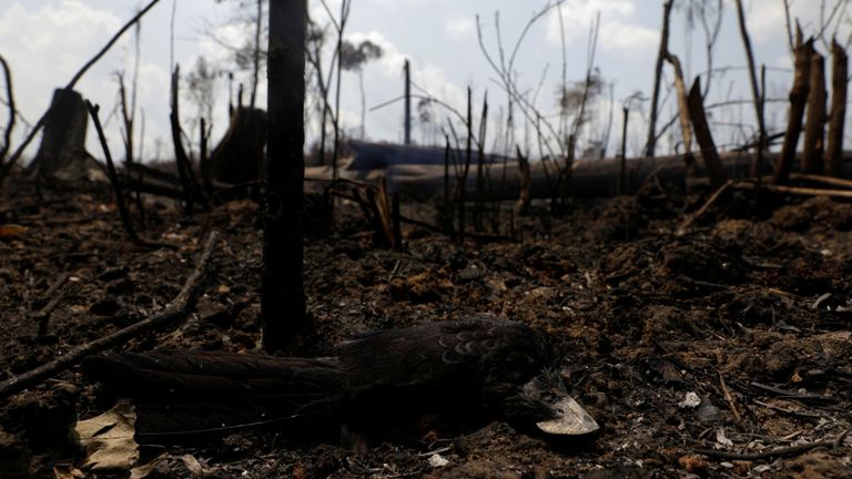 Un oiseau mort est photographié dans une étendue en feu de la jungle amazonienne à Porto Velho, au Brésil, le 25 août 2019. REUTERS / Ricardo Moraes