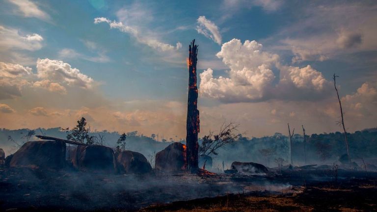 Les restes d’un arbre après les incendies de forêt à Altamira, dans l’État Para du Brésil