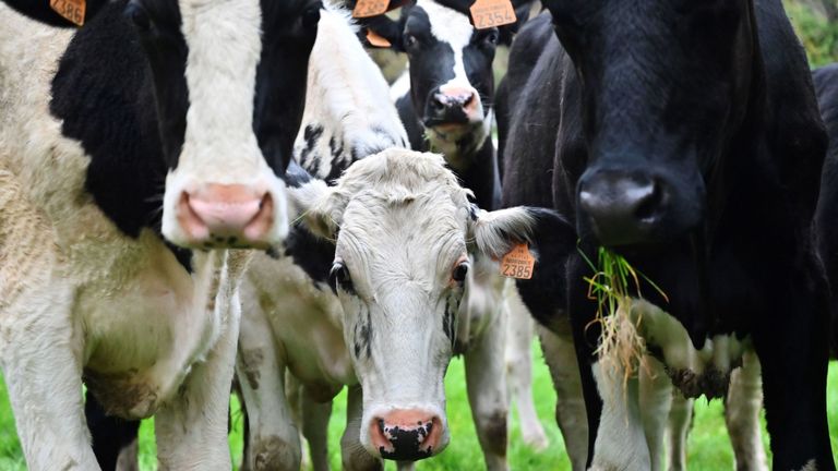 La consommation de viande a entraîné une augmentation de 70% des émissions de méthane.
