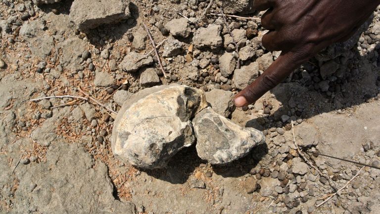 Le crâne a été retrouvé en Ethiopie. Pic: Musée d'histoire naturelle de Cleveland 