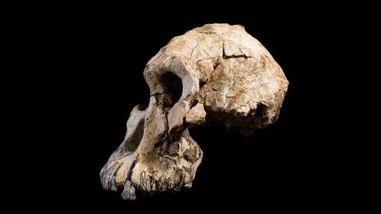 L'habileté a des millions d'années. Pic: Musée d'histoire naturelle de Cleveland 