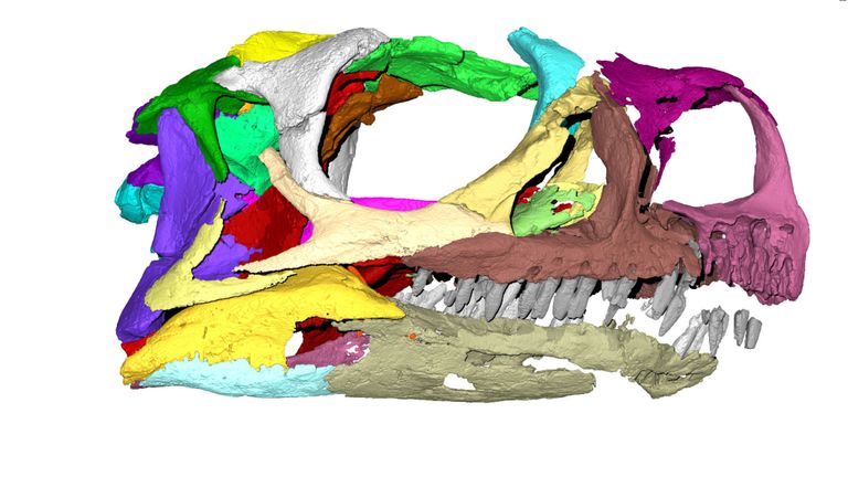 Photo datée non datée publiée par la Kimberley Chapelle / Musée d'histoire naturelle et représentant le crâne d'un dinosaure récemment découvert appelé Ngwevu Intloko, long de trois mètres et dissimulé depuis trois décennies. ASSOCIATION DE PRESSE Photo. Date d'émission: Le lundi 5 août 2019. La nouvelle espèce a été identifiée après 30 années passées dans une collection de musée en Afrique du Sud. Voir PA story SCIENCE Dinosaur. Le crédit photo devrait se lire comme suit: Kimberley Cha