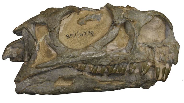 Photo datée non datée publiée par la Kimberley Chapelle / Musée d'histoire naturelle et représentant le crâne d'un dinosaure récemment découvert appelé Ngwevu Intloko, long de trois mètres et dissimulé depuis trois décennies. ASSOCIATION DE PRESSE Photo. Date d'émission: Le lundi 5 août 2019. La nouvelle espèce a été identifiée après 30 années passées dans une collection de musée en Afrique du Sud. Voir PA story SCIENCE Dinosaur. Le crédit photo devrait se lire comme suit: Kimberley Cha