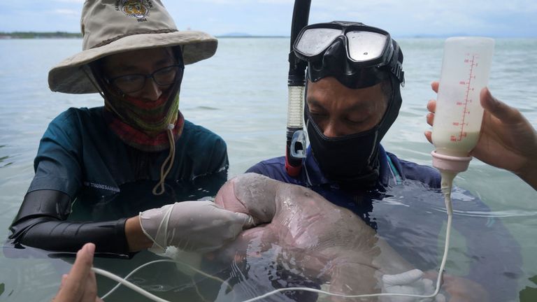 Mariam le dugong pris en charge par les responsables du parc et sur l'île de Libong, dans la province de Trang, dans le sud de la Thaïlande