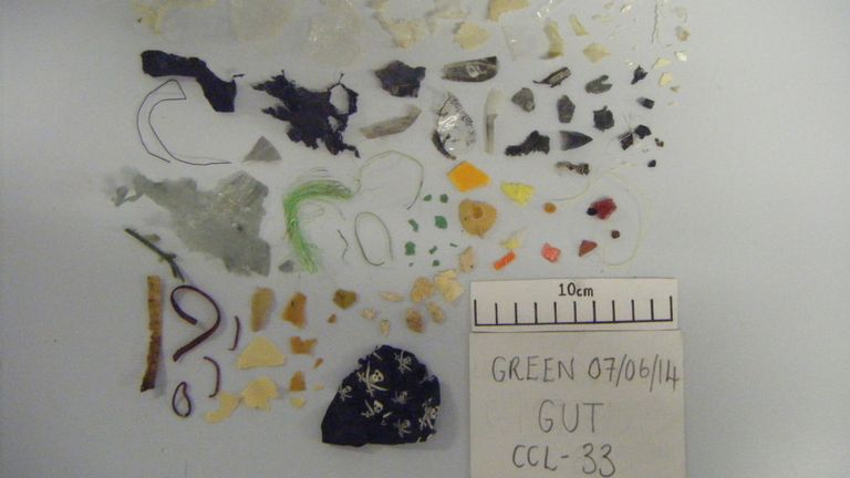 Certaines des 183 pièces de plastique trouvées dans les intestins de la tortue
