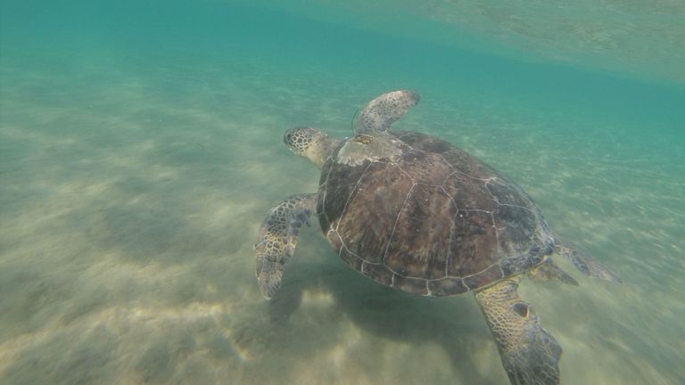 Les recherches suggèrent que les tortues vertes affamées se font avoir par du plastique qui ressemble à leur régime naturel