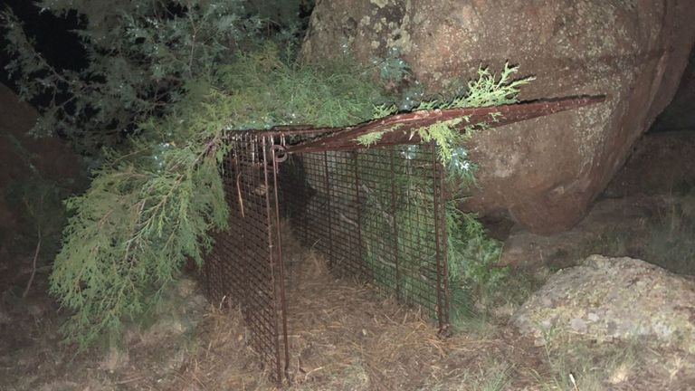 Un piège pour un lion de montagne qui a attaqué un garçon. Pic: parcs du Colorado et de la faune
