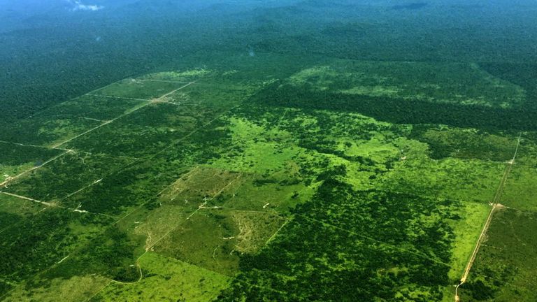 Rapport spécial: Nouveau climat - La forêt amazonienne en crise & # 39;