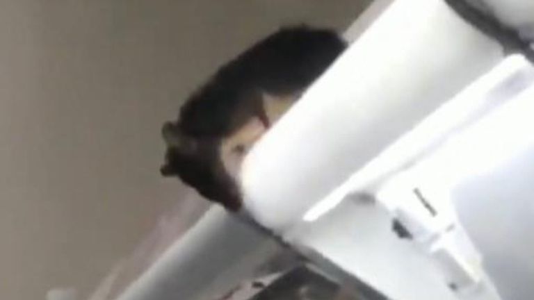 Les rats sont vus sur les étagères. Pic: @y___ruki  