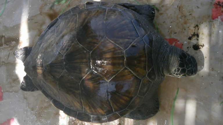Une tortue verte morte a été trouvée avec 183 morceaux de plastique dans son tractus gastro-intestinal