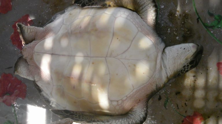 Les scientifiques ont déclaré que les petites tortues étaient plus susceptibles d'ingérer du plastique