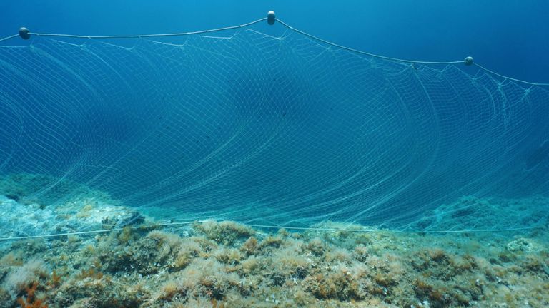 Les experts affirment que les marsouins vaquita meurent à cause des filets maillants utilisés pour la pêche