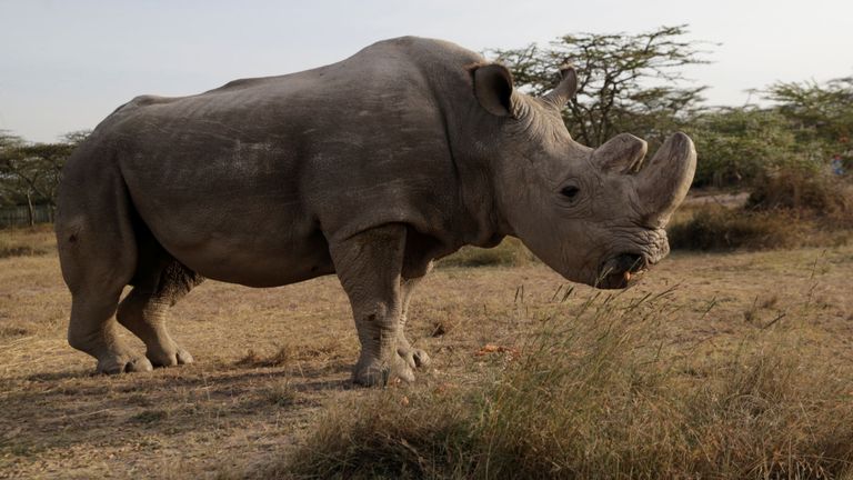 Le dernier rhinocéros blanc nordique encore survivant du nom de "Soudan". est vu à l'Ol Pejeta Conservancy à Laikipia, au Kenya, le 18 juin 2017. REUTERS / Thomas Mukoya