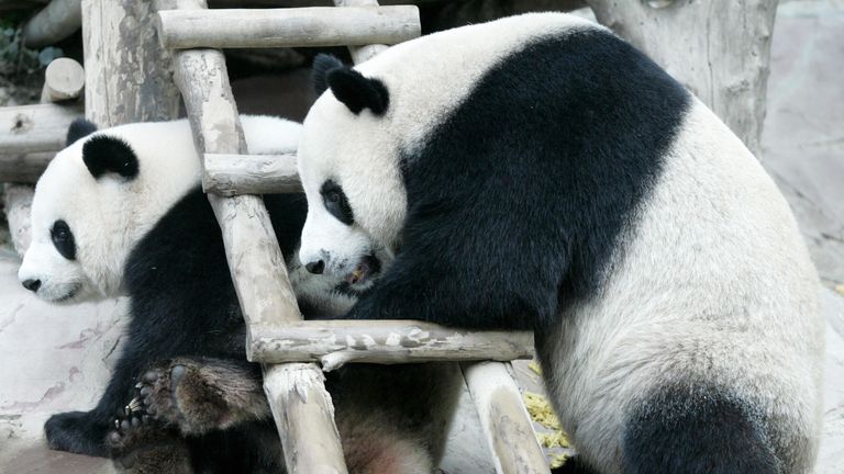 CHIANG MAI, THAÏLANDE: Deux pandas géants prêtés à la Thaïlande par la Chine, Chuang Chuang et Lin Hui, jouent ensemble alors qu'ils séjournent au zoo de Chiang Mai, dans le nord de la Thaïlande, le 3 septembre 2005. Les deux pandas chinois surnommés les «ambassadeurs des animaux» 'subissent des contrôles de santé en vue de la reproduction. AFP PHOTO / PORNCHAI KITTIWONGSAKUL (Le crédit photo devrait correspondre à PORNCHAI KITTIWONGSAKUL / AFP / Getty Images)