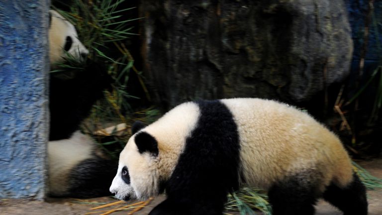 POUR APPUYER SUR 'THAILAND-CHINA-ENTERTAINMENT-WILDLIFE-PANDA' par Kelly MacnamaraCette photo prise le 19 septembre 2010 montre une panda Linping (R) en train de passer devant sa mère, Lin Hui (L), dans un enclos situé dans le zoo de Chiang Mai. Linping, le premier panda géant du pays, faisait sensation avant même sa naissance, après des années d’insémination artificielle infructueuse et d’efforts pour amener ses parents à s’accoupler au zoo de Chiang Mai, dans le nord de la Thaïlande. La télévision du pays diffuse chaque jour une "chaîne Panda" 24 heures sur 24, alors qu'un concours pour la nommer en 2009 a attiré 22 millions d'entrées. AFP PHOTO / PORNCHAI KITTIWONGSAKUL (Le crédit photo devrait correspondre à PORNCHAI KITTIWONGSAKUL / AFP / Getty Images)