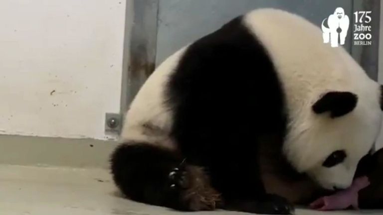 Le zoo de Berlin dit que c'est "tellement heureux". et "sans voix". Pic: Zoo de Berlin