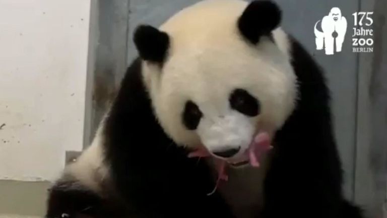 Meng Meng joue avec l'un de ses jumeaux. Pic: Zoo de Berlin