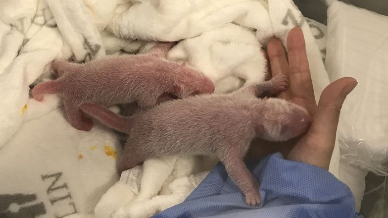 Les rares bébés sont nés à une heure d'intervalle le samedi soir. Pic: Zoo de Berlin