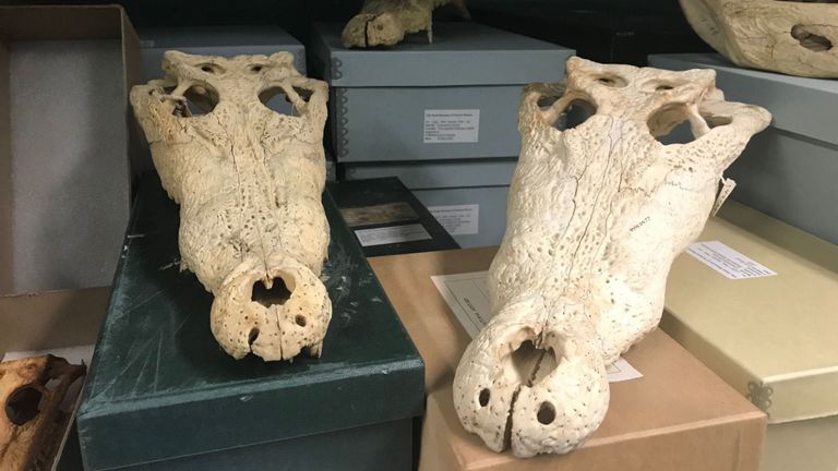 Les crânes de musées aux États-Unis et en Australie ont été analysés