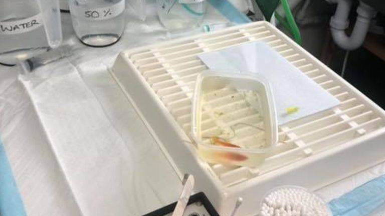 Molly a nagé dans un anesthésique soluble dans l'eau pour l'assommer. Photo: Groupe vétérinaire Highcroft / Facebook