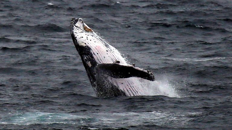 Une baleine à bosse franchit la côte à Clovelly Beach, à Sydney