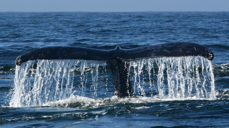 Une baleine à bosse navigue dans les eaux de la baie de Monterey, Californie, le 21 septembre 2018