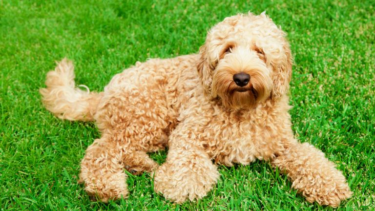 Les Labradoodles sont un croisement entre un labrador et un caniche. Image de fichier