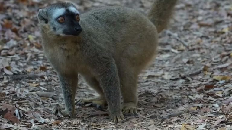 Le lémurien n'a pas été repéré depuis deux ans