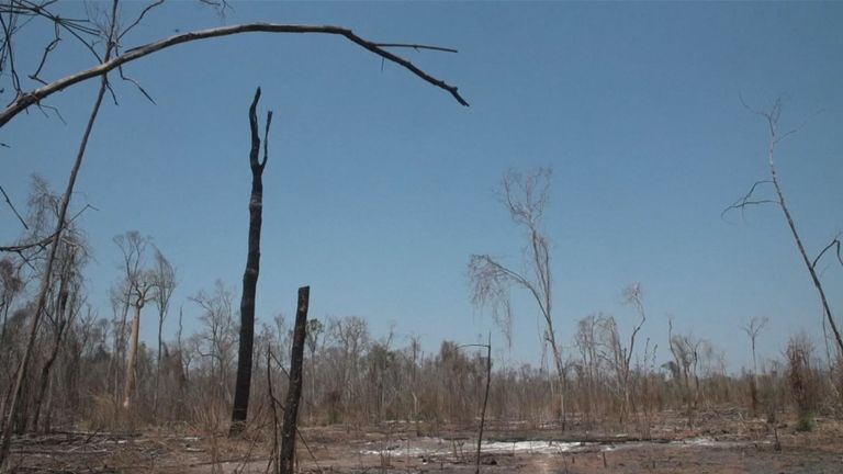 La forêt a été détruite au cours des 20 dernières années