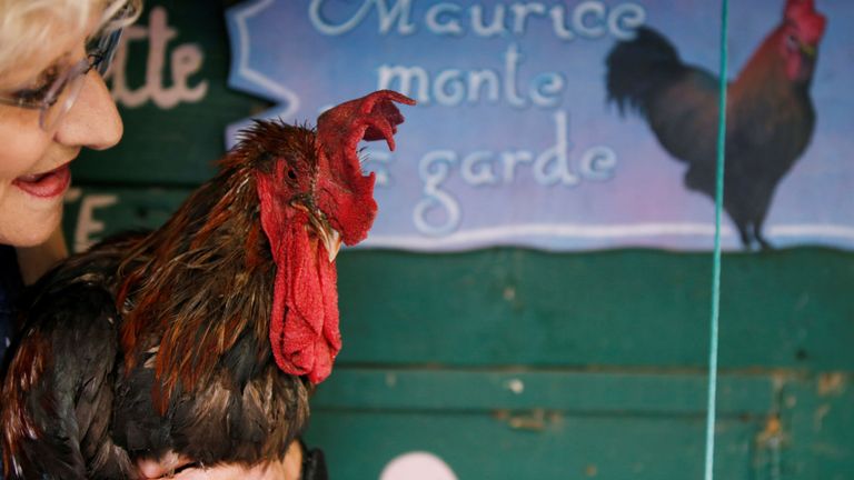 Maurice est autorisé à chanter autant qu'il le souhaite après la décision