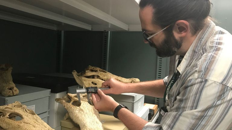 Les chercheurs souhaitent que de nouvelles évaluations de la conservation soient mises en place pour les crocodiles