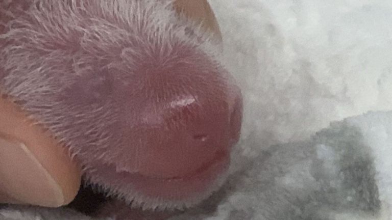 Les petits sont nés au zoo de Berlin samedi