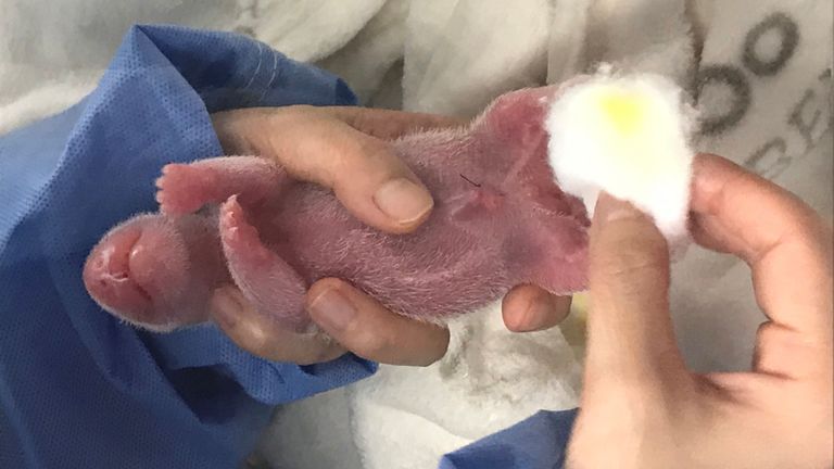 Le zoo de Berlin a seulement révélé la semaine dernière que Meng Meng était enceinte
