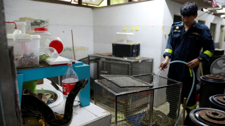 Le pompier Pinyo Pukpinyo, dit "lutteur de serpents", nettoie une cage à serpents dans une caserne de pompiers à Bangkok, Thaïlande, le 3 juillet 2019