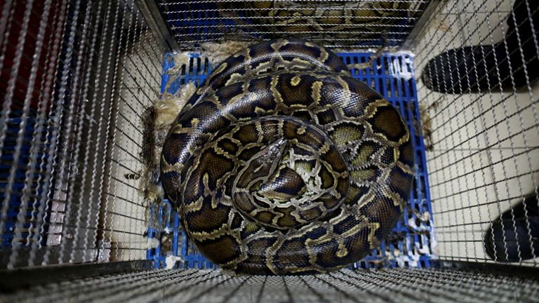 Un serpent repose dans une cage à une caserne de pompiers à Bangkok, en Thaïlande, le 26 juin