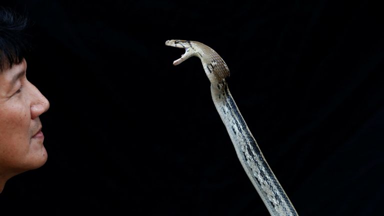 Le pompier Pinyo Pukpinyo, dit "lutteur de serpents", montre un serpent rat cuivré qu'il a attrapé à la caserne de pompiers de Bangkok, en Thaïlande, le 7 août