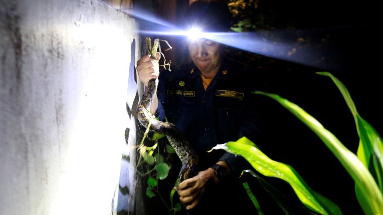 Le pompier Pinyo Pukpinyo, connu sous le nom de "wrangler serpent", tient un python qu'il a attrapé chez lui à Bangkok, en Thaïlande, le 27 juin. Les pompiers de Bangkok passent plus de temps à attraper des serpents qu'à éteindre des incendies, avec plus de 100 empiétements sur leur au cours des derniers mois, par rapport à un ou deux incendies, les données du service d’incendie et de secours de la ville montrent