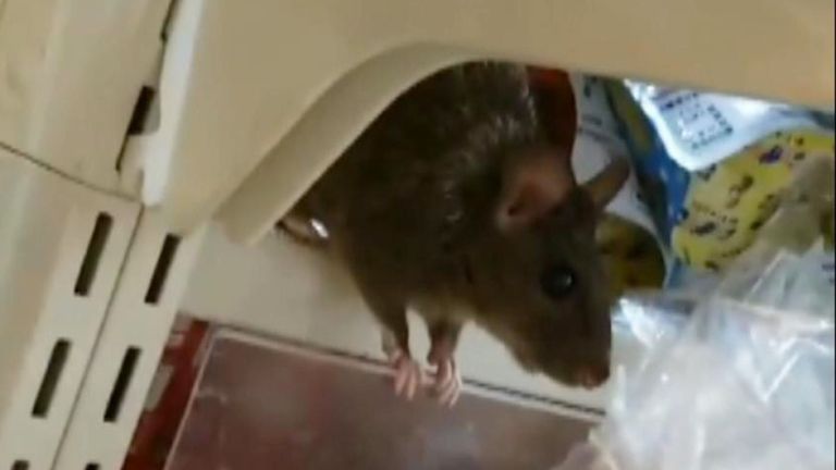 Les rats ont été vus courir dans le magasin. Crédit: Twitter: @y___ruki