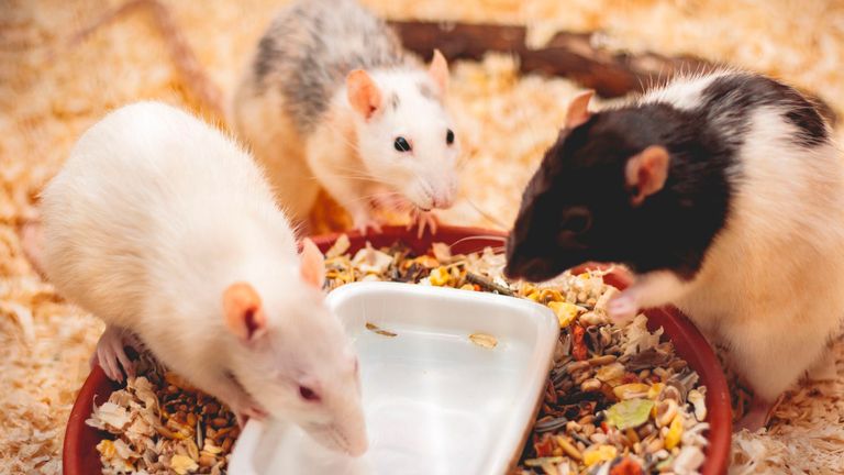 Les scientifiques disent que les rats sont très intelligents. Image de fichier
