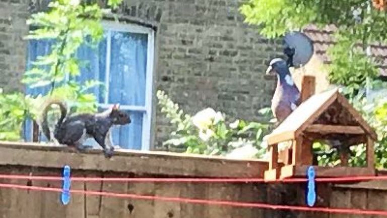 Les écureuils peuvent souvent se retrouver confrontés à de nombreux types d'oiseaux, y compris les pigeons