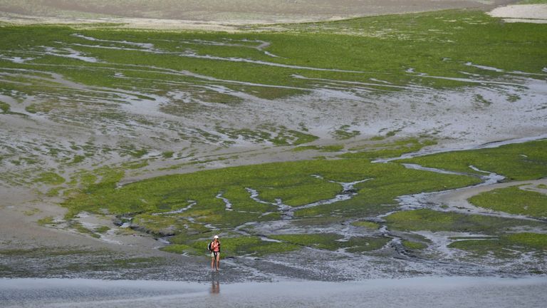 Une femme marche sur la plage de Grandville recouverte d'algues vertes toxiques