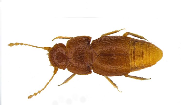 Nelloptodes gretae appartient à la famille des coléoptères Ptiliidae. Pic: Les administrateurs du Muséum d'histoire naturelle