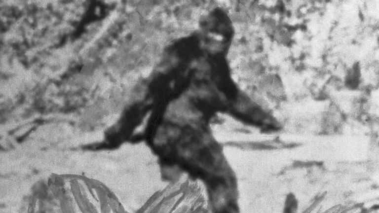 La photo montre ce que Roger Patterson, ancien cavalier du rodéo, a déclaré être la version américaine de l'Abominable Snowman. Il a ajouté que des photos de la créature, estimées à 7 pieds 1/2, avaient été prises au nord-est d'Eureka, en Californie.
